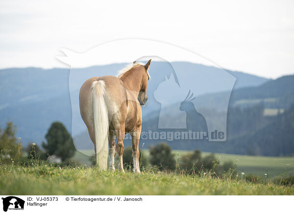 Haflinger / Haflinger / VJ-05373