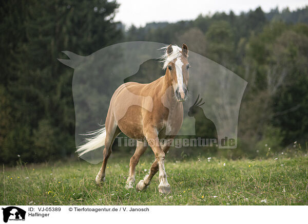 Haflinger / Haflinger / VJ-05389