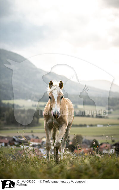 Haflinger / Haflinger / VJ-05396