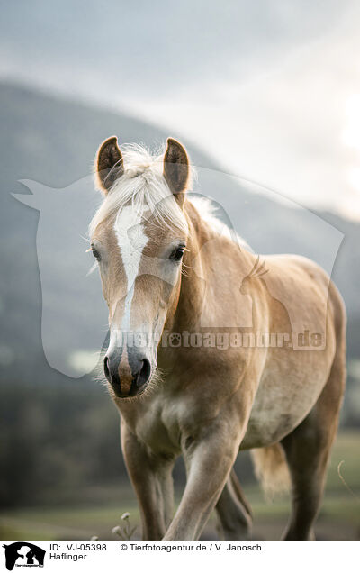 Haflinger / VJ-05398