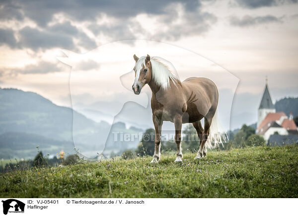 Haflinger / Haflinger / VJ-05401