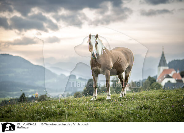 Haflinger / Haflinger / VJ-05402