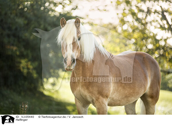 Haflinger / Haflinger / VJ-05440