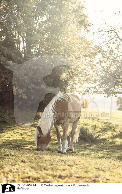 Haflinger / Haflinger / VJ-05444