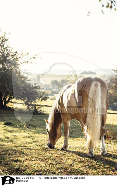 Haflinger / VJ-05447