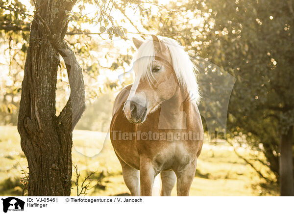 Haflinger / Haflinger / VJ-05461