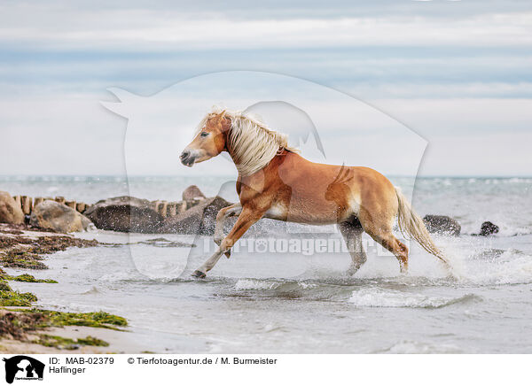 Haflinger / Haflinger horse / MAB-02379