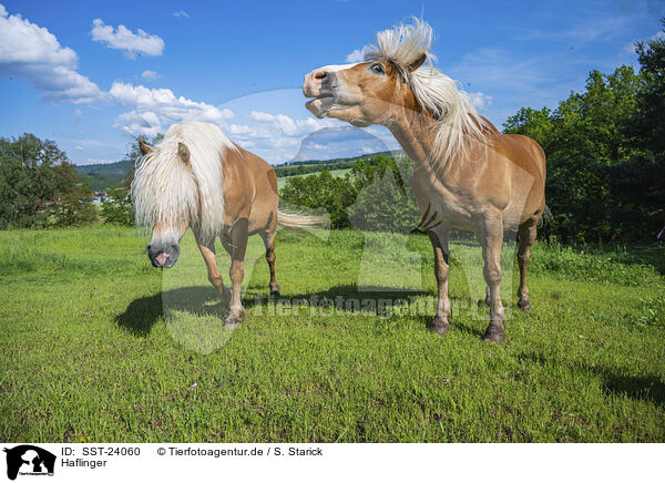 Haflinger / Haflinger horses / SST-24060