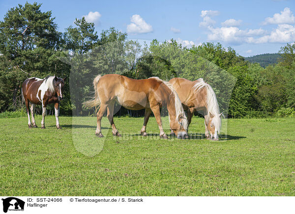 Haflinger / Haflinger horses / SST-24066