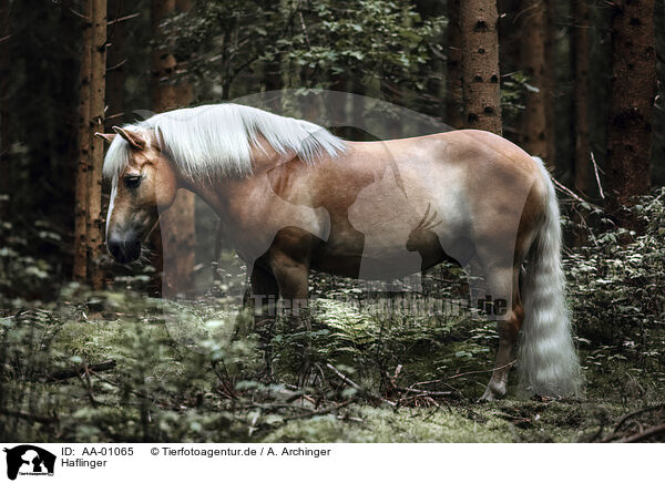Haflinger / Haflinger horse / AA-01065