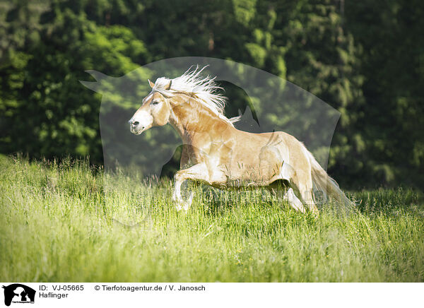Haflinger / Haflinger / VJ-05665