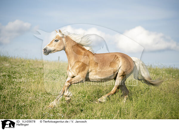 Haflinger / Haflinger / VJ-05678