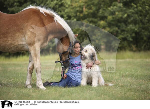 Haflinger und Wller / Haflinger and Waeller Sheepdog / KB-15361