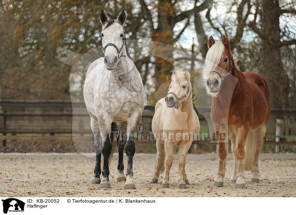 Haflinger / Haflinger / KB-20052