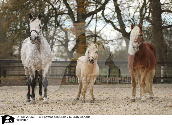 Haflinger / Haflinger / KB-20053