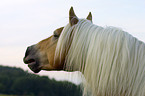 Haflinger Hengst Portrait