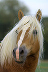 Haflinger Hengst Portrait