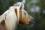 Haflinger Hengst Portrait