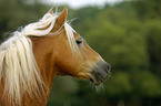 Haflinger Hengst Portrait