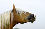 Haflinger Hengst Portrait