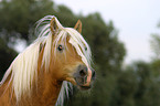 Haflinger Hengst Portrait