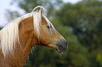 Haflinger Hengst Portrait