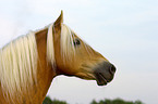 Haflinger Hengst Portrait