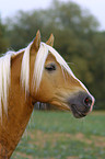 Haflinger Hengst Portrait