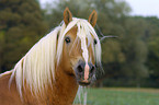 Haflinger Hengst Portrait