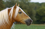 Haflinger Hengst Portrait