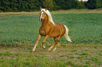 rennender Haflinger