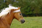 Haflinger Portrait