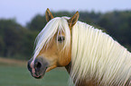 Haflinger Portrait