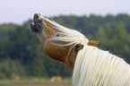 Haflinger Hengst Portrait