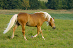 trabender Haflinger