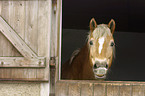 Haflinger schaut aus einer Auenbox heraus