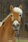 Haflinger im Portrait