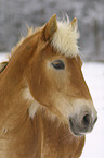 Haflinger im Portrait