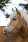 Haflinger Portrait