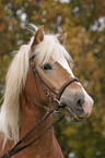 Haflinger Portrait