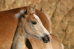 Haflinger Fohlen