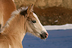 Haflinger Fohlen