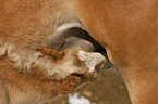 Haflinger Fohlen beim Trinken