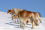 Haflinger Herde im Winter