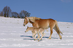 Haflinger Stute mit Fohlen