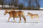 Haflinger Stute mit Fohlen