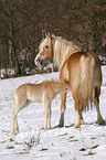 Haflinger Stute mit Fohlen