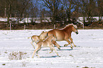 Haflinger Herde im Winter