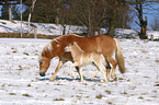 Haflinger Stute mit Fohlen