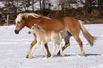 Haflinger Stute mit Fohlen